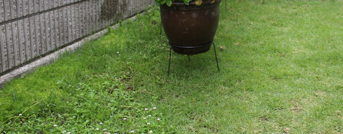 薄くなった芝生を緑色に復活できる植物 モルモットの庭 薄くなった芝生を緑色に復活できる植物 モルモットの庭