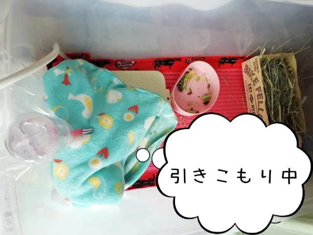 f:id:molgarden:20190404162607j:image