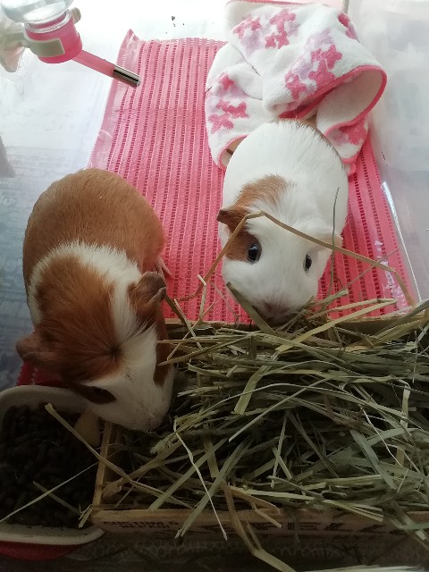 f:id:molgarden:20190404162700j:image