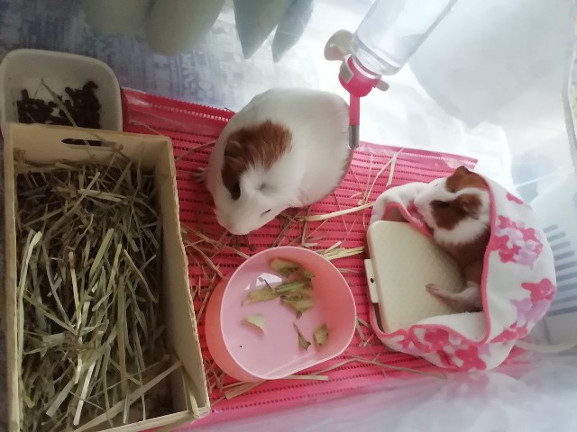 f:id:molgarden:20190404162739j:image