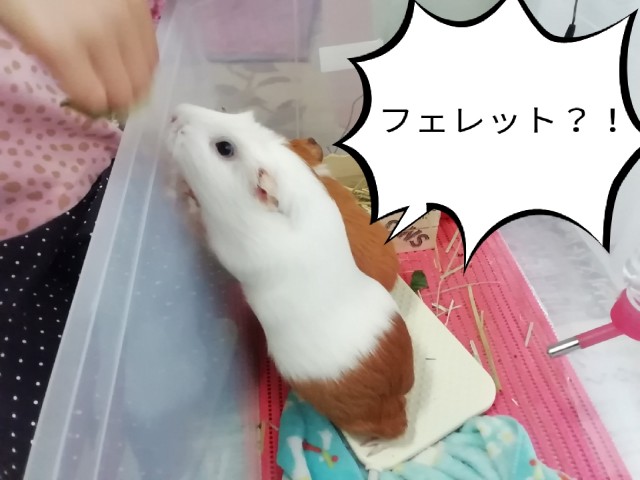 f:id:molgarden:20190404162757j:image