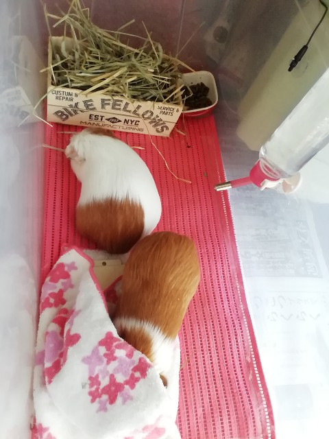 f:id:molgarden:20190404204813j:image