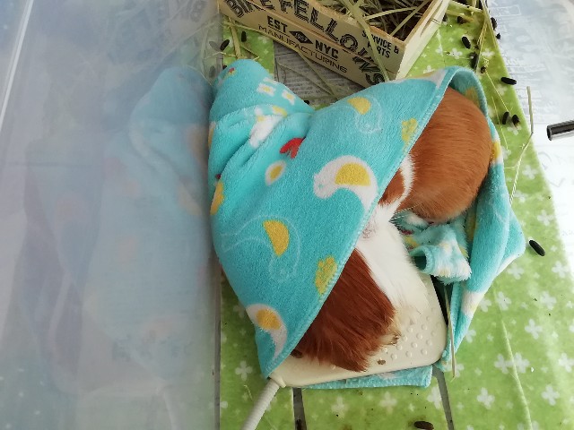 f:id:molgarden:20190404205633j:image