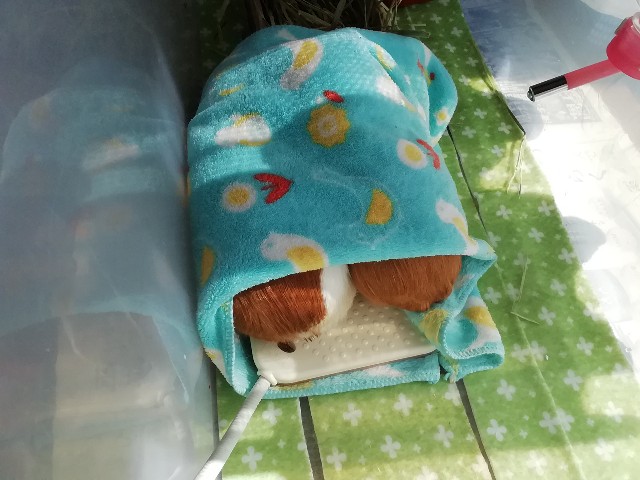 f:id:molgarden:20190404205731j:image