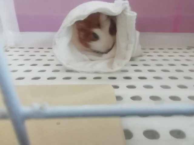 噛みグセ対策に綿素材で布トンネル作り モルモットの庭