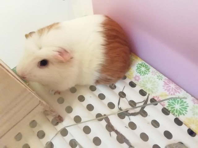 f:id:molgarden:20190629193825j:image f:id:molgarden:20190629193825j:image