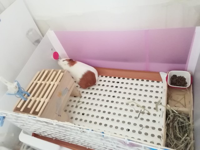 f:id:molgarden:20190703134305j:image f:id:molgarden:20190703134305j:image