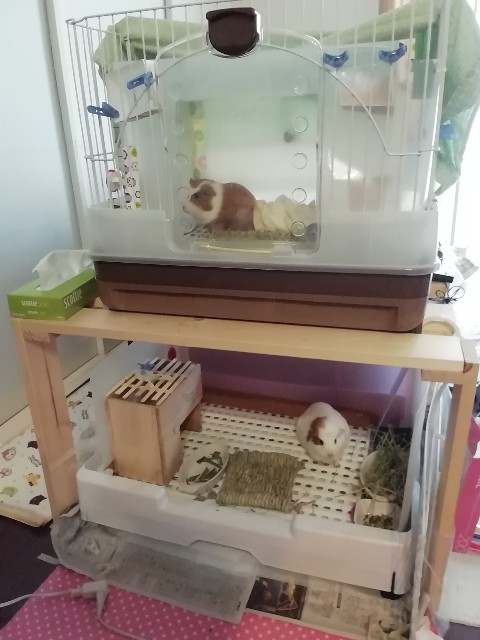 ２つのケージを手作り棚に置いて2階建てマンション化 モルモットの庭