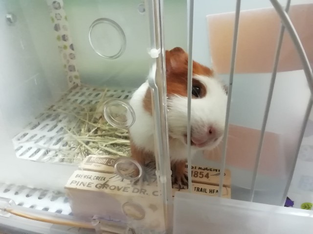 f:id:molgarden:20190902134931j:image f:id:molgarden:20190902134931j:image