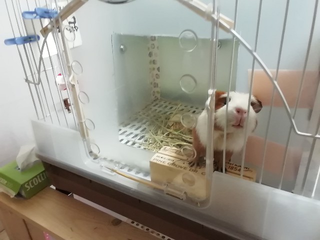 f:id:molgarden:20190902153754j:image f:id:molgarden:20190902153754j:image