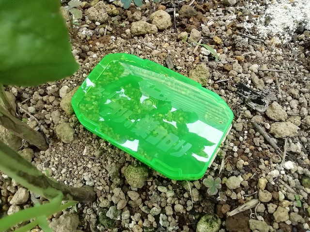 f:id:molgarden:20190912160334j:image f:id:molgarden:20190912160334j:image