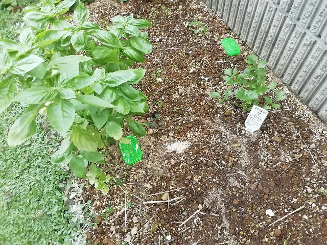 f:id:molgarden:20190912160939j:image f:id:molgarden:20190912160939j:image