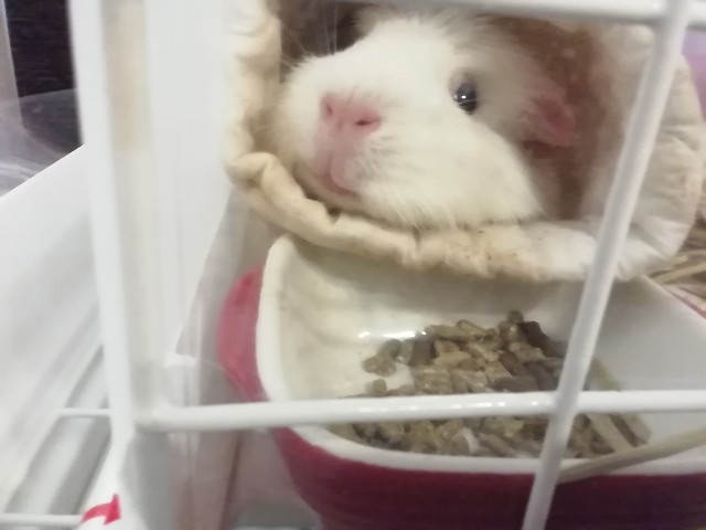 f:id:molgarden:20190912162427j:image f:id:molgarden:20190912162427j:image