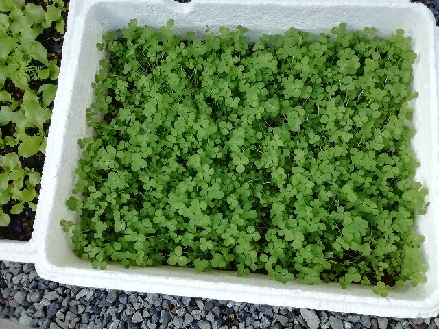 f:id:molgarden:20191120135724j:image