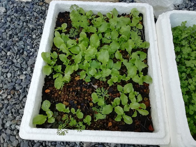 f:id:molgarden:20191120135850j:image