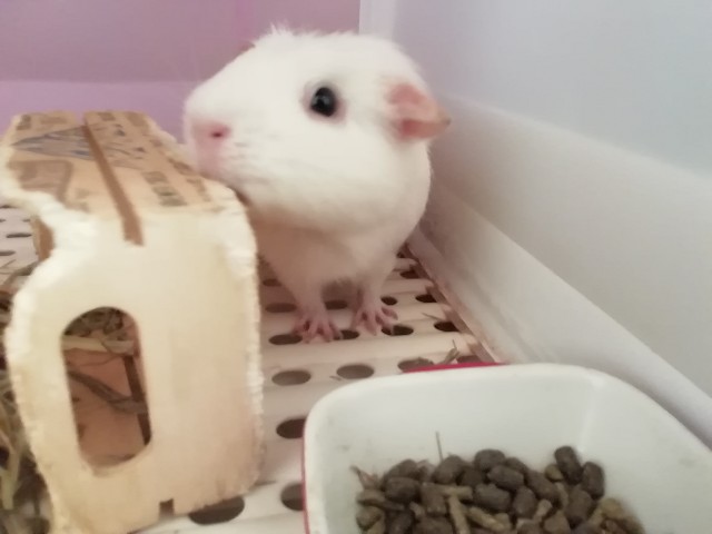 f:id:molgarden:20191120140857j:image