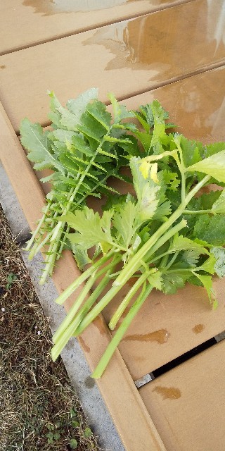 f:id:molgarden:20200122081703j:image f:id:molgarden:20200122081703j:image