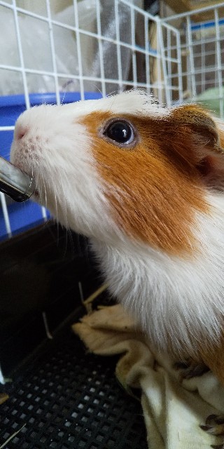 f:id:molgarden:20200122081912j:image f:id:molgarden:20200122081912j:image