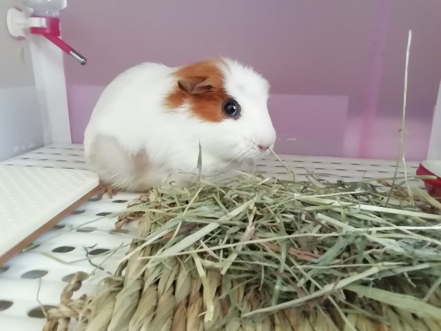 f:id:molgarden:20200328182113j:image f:id:molgarden:20200328182113j:image