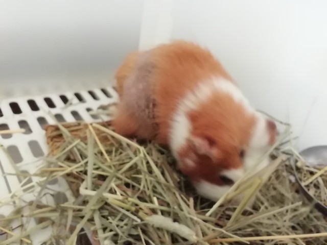 f:id:molgarden:20200328182635j:image f:id:molgarden:20200328182635j:image