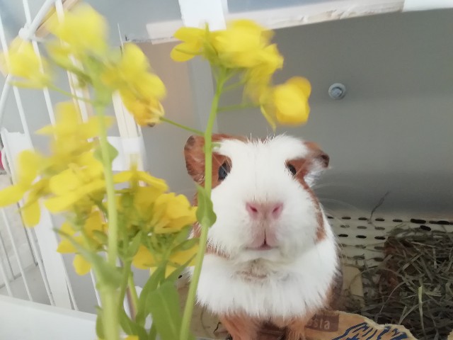 f:id:molgarden:20200405103628j:image f:id:molgarden:20200405103628j:image