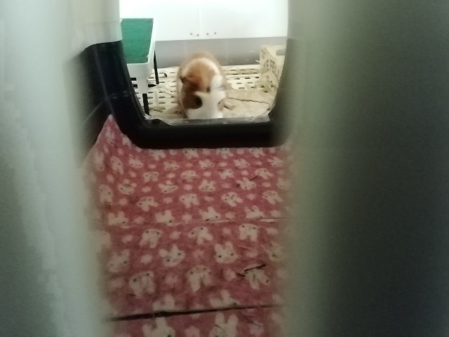 f:id:molgarden:20200603092724j:image f:id:molgarden:20200603092724j:image