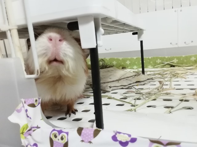 f:id:molgarden:20200716185027j:image