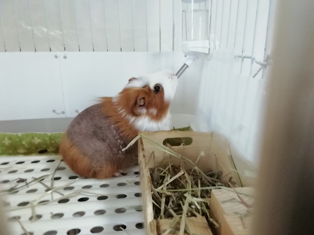 f:id:molgarden:20200910052926j:image f:id:molgarden:20200910052926j:image