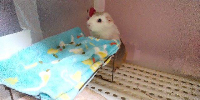 f:id:molgarden:20200922193606j:image f:id:molgarden:20200922193606j:image