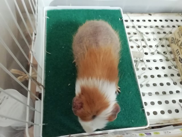 f:id:molgarden:20201004075755j:image