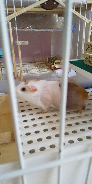 f:id:molgarden:20201006192609j:image f:id:molgarden:20201006192609j:image