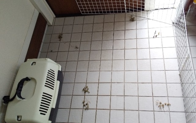 f:id:molgarden:20201022092438j:image