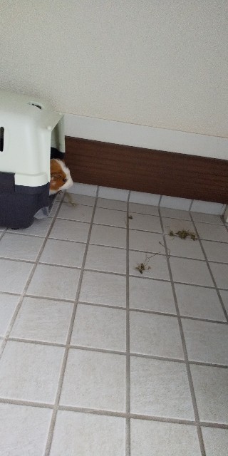 f:id:molgarden:20201022092500j:image