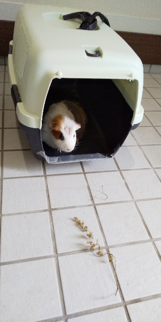 f:id:molgarden:20201022092618j:image