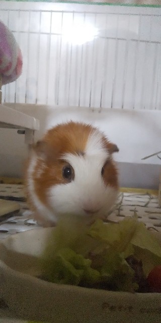 f:id:molgarden:20201125185713j:image