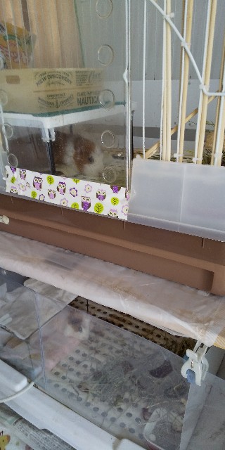 f:id:molgarden:20210301124233j:plain