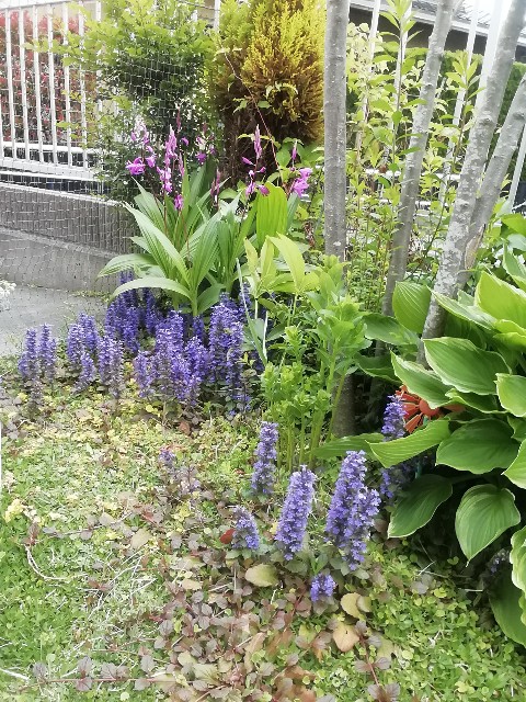 f:id:molgarden:20210415153352j:image