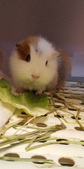 f:id:molgarden:20210415154033j:image