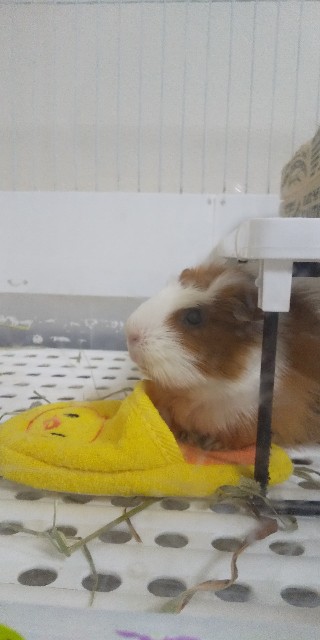 f:id:molgarden:20210714104807j:image