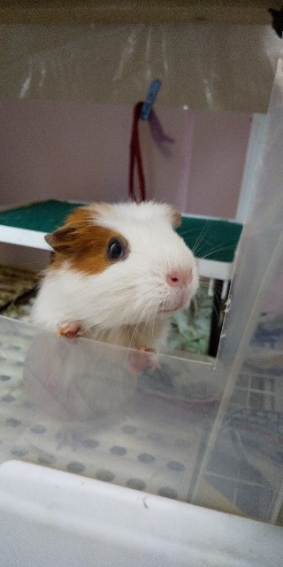 f:id:molgarden:20210831161134j:plain