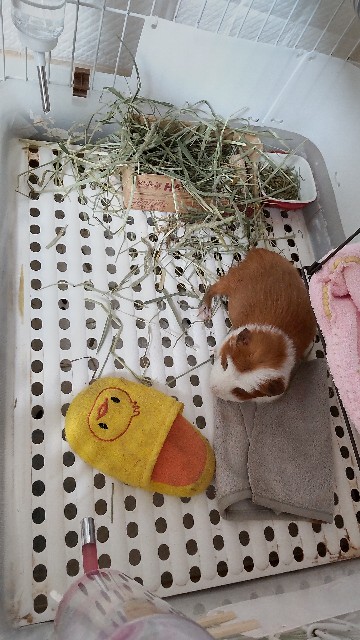 f:id:molgarden:20210921152417j:image