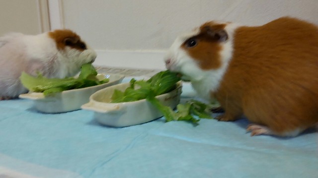 f:id:molgarden:20211011211551j:image f:id:molgarden:20211011211551j:image