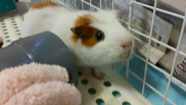 f:id:molgarden:20211023102054j:image