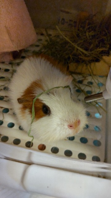 f:id:molgarden:20220117192353j:image