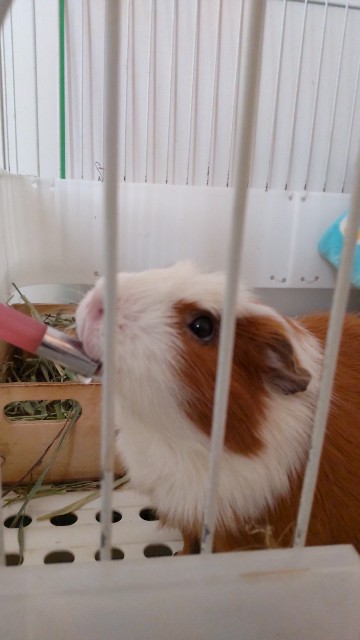 f:id:molgarden:20220209185522j:image