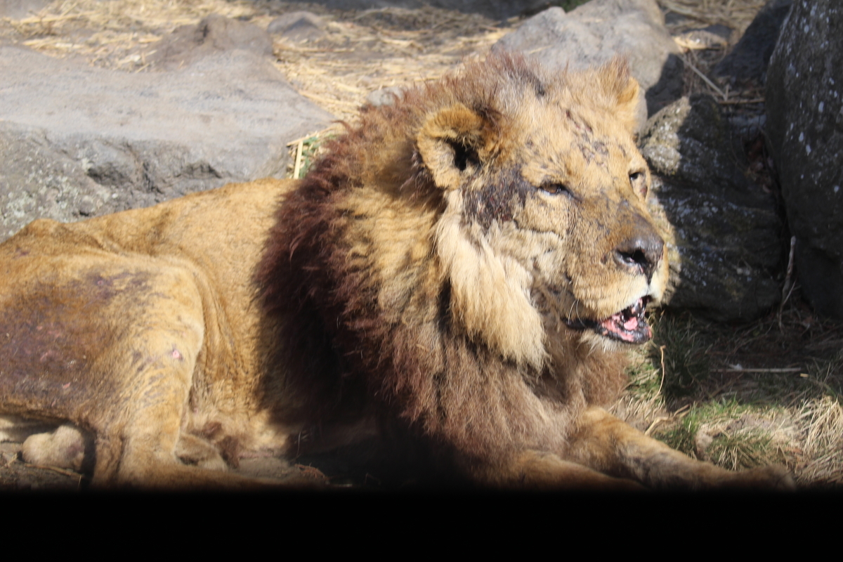 f:id:molgarden:20220316145809j:plain