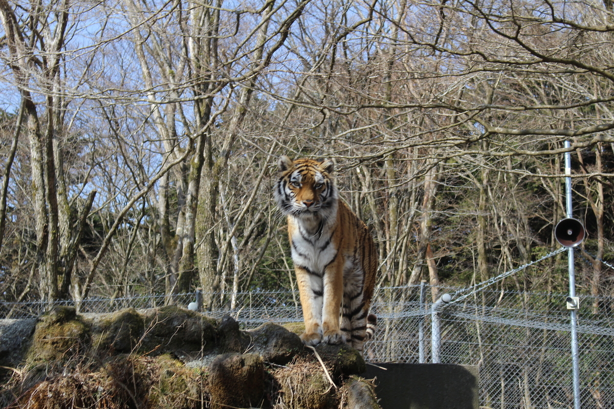 f:id:molgarden:20220316145840j:plain