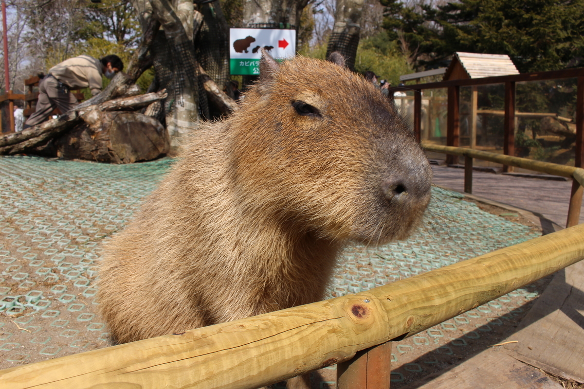 f:id:molgarden:20220316145908j:plain