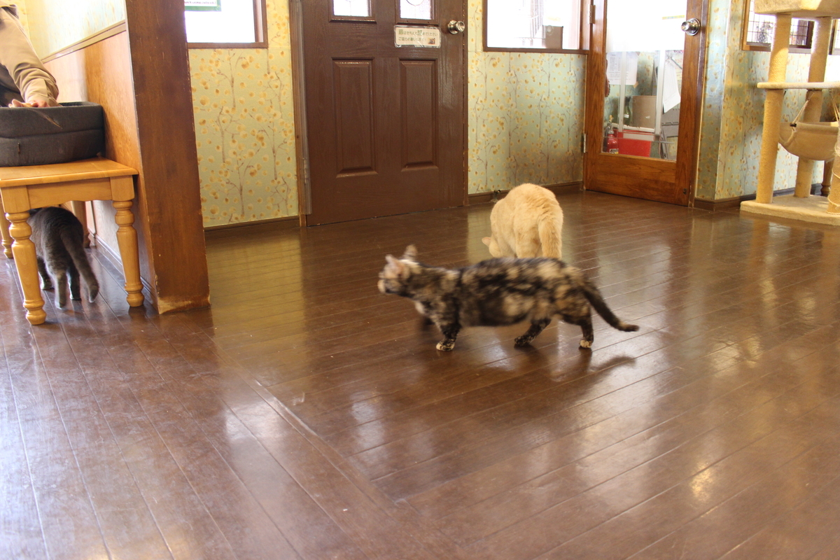 f:id:molgarden:20220316150011j:plain