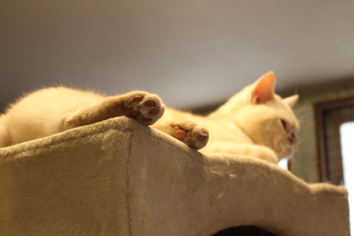 f:id:molgarden:20220316150032j:plain